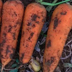 Кораліна F1 (Ти-134 F1) (калибр. 2,2-2,6 мм) насіння моркви (Takii Seeds)