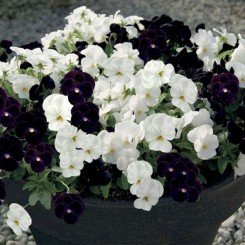 Корина F1 бело-черная смесь семян виолы 15-20см (Hem Genetics)