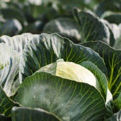 Коронейшн F1 насіння капусти білокачанної (Takii Seeds)