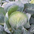 Коронейшн F1 насіння капусти білокачанної (Takii Seeds)
