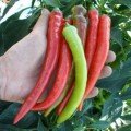 Козячий Ріг насіння гіркого перцю (Hortus)