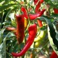 Козячий Ріг насіння гіркого перцю (Hortus)