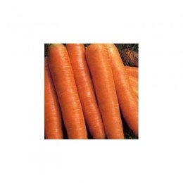 Красный великан семена моркови (Satimex)