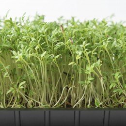 Крес-салат насіння мікрозелене (Agrocity)