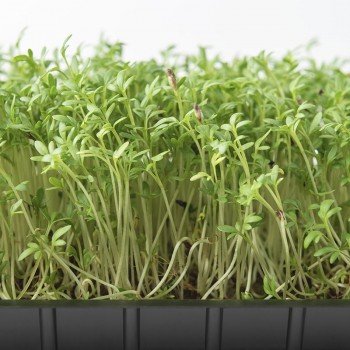 Крес-салат насіння мікрозелене (Agrocity)