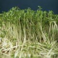 Крес-салат насіння мікрозелене (Agrocity)