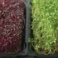 Крес-салат насіння мікрозелене (Agrocity)