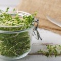 Крес-салат насіння мікрозелене (Agrocity)