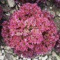 Крімсон насіння салату тип Лолло Росса (Moravoseed)