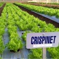 Криспинет семена салата тип Лолло Бионда дражированная (Enza Zaden)