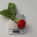 КС 1297 F1 насіння редису (Kitano Seeds)