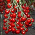 Ітіро F1 (КС 4559 F1) насіння помідора чері індетермінантне (Kitano Seeds)