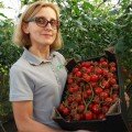 Ітіро F1 (КС 4559 F1) насіння помідора чері індетермінантне (Kitano Seeds)