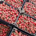 Ітіро F1 (КС 4559 F1) насіння помідора чері індетермінантне (Kitano Seeds)
