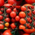 Ітіро F1 (КС 4559 F1) насіння помідора чері індетермінантне (Kitano Seeds)