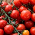 Ітіро F1 (КС 4559 F1) насіння помідора чері індетермінантне (Kitano Seeds)
