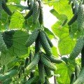 Нибори F1 (КС 90 F1) семена огурца партенокарпического (Kitano Seeds)