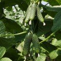 Нибори F1 (КС 90 F1) семена огурца партенокарпического (Kitano Seeds)