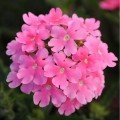 Кварц ХР F1 розовая (Pink) насіння вербени 20-25 см однор. (Pan American СДБ)