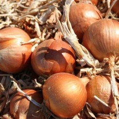 Лайза F1 семян лука репчатого (Soto Seeds)