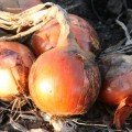 Лайза F1 семян лука репчатого (Soto Seeds)