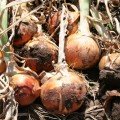 Лайза F1 семян лука репчатого (Soto Seeds)