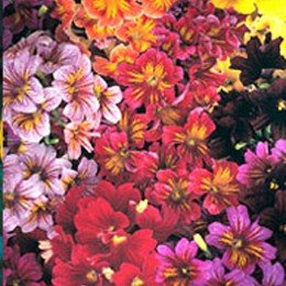 Лібра Mixed насіння сальпіглоссіса (Kitano Seeds)