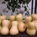 Ліція насіння гарбуза мускатного типу Баттернат (Moravoseed)