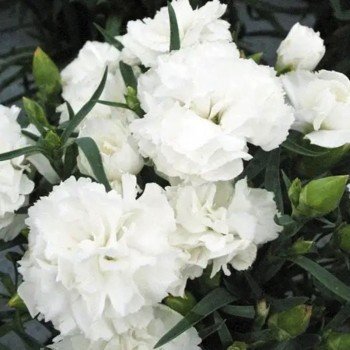 Лилипот F1 белая (white) семена гвоздики китайской (Sakata)