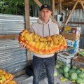 Лостун F1 насіння перцю солодкого (LibraSeeds)