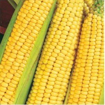 Любава 279МВ насіння кукурудзи кормової (Насіння України)