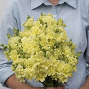 Мадам Батерфляй F1 жовтий (yellow) насіння антірінума (Syngenta)