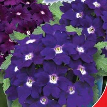 Мадам семена вербены (GL Seeds)
