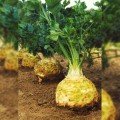 Максим насіння селери кореневої (Moravoseed)