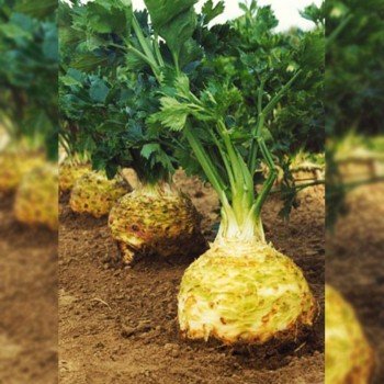 Максим насіння селери кореневої (Moravoseed)