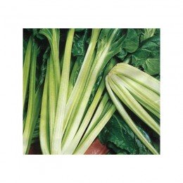 Мангольд зеленый семена (ТМ Вкусный)
