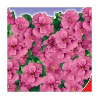 Манон семян обриет (GL Seeds)