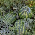 Маракеш F1 насіння кавуна пізнього (Ergon seeds)