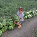 Маракеш F1 насіння кавуна пізнього (Ergon seeds)