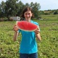 Маракеш F1 насіння кавуна пізнього (Ergon seeds)