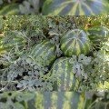 Маракеш F1 насіння кавуна пізнього (Ergon seeds)