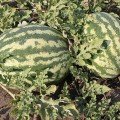 Маракеш F1 насіння кавуна пізнього (Ergon seeds)