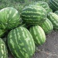 Маракеш F1 насіння кавуна пізнього (Ergon seeds)