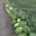 Маракеш F1 насіння кавуна пізнього (Ergon seeds)
