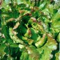 Маравілла насіння салату тип Айсберг (Hortus)