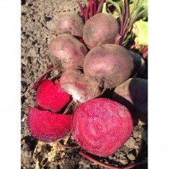 Марун F1 семена свеклы столовой (Lark Seeds)