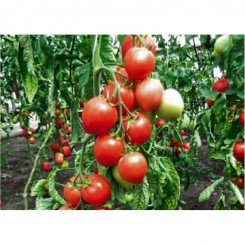 Мазарини семена помидора индетерминантного (GL Seeds)