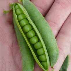 Мегасайз семян гороха (Lark Seeds)