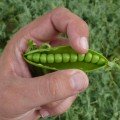 Мегасайз семян гороха (Lark Seeds)