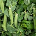 Мегасайз насіння гороху (Lark Seeds)